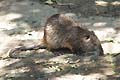 Guy Fanguy - Artist - Animals - Louisiana - Native Animals (13).jpg Size: 44839 - 1